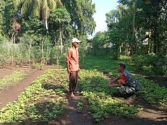Perkuat Ketahanan Pangan, Babinsa Aneuk Laot Dampingi Petani Sayuran Dukung Perawatan Tanaman di Musim Transisi