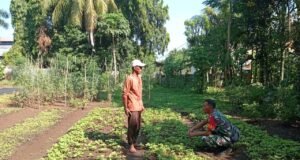 Perkuat Ketahanan Pangan, Babinsa Aneuk Laot Dampingi Petani Sayuran Dukung Perawatan Tanaman di Musim Transisi