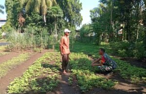 Perkuat Ketahanan Pangan, Babinsa Aneuk Laot Dampingi Petani Sayuran Dukung Perawatan Tanaman di Musim Transisi