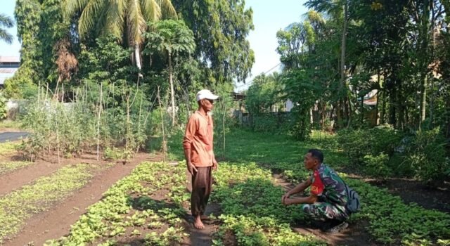 Perkuat Ketahanan Pangan, Babinsa Aneuk Laot Dampingi Petani Sayuran Dukung Perawatan Tanaman di Musim Transisi