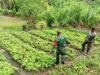 Babinsa Koramil 02/Sukakarya Masuk Kebun, Bantu Petani Bayam Tingkatkan Hasil Panen