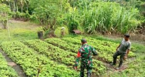 Babinsa Koramil 02/Sukakarya Masuk Kebun, Bantu Petani Bayam Tingkatkan Hasil Panen