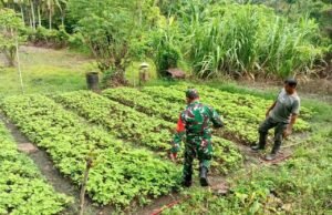 Babinsa Koramil 02/Sukakarya Masuk Kebun, Bantu Petani Bayam Tingkatkan Hasil Panen