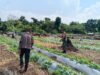 Perkuat Swasembada Pangan, Babinsa Cot Ba’U Tinjau Lahan, Pastikan Tanaman Semangka Warga Berkembang Optimal