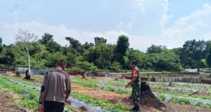 Perkuat Swasembada Pangan, Babinsa Cot Ba’U Tinjau Lahan, Pastikan Tanaman Semangka Warga Berkembang Optimal