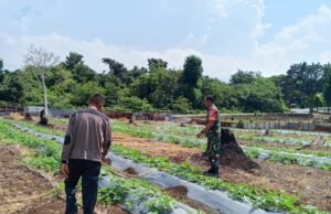 Perkuat Swasembada Pangan, Babinsa Cot Ba’U Tinjau Lahan, Pastikan Tanaman Semangka Warga Berkembang Optimal