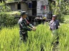 Babinsa Krueng Raya Aktif Dampingi Petani di Fase Penting Tanaman, Pastikan Perawatan Padi Gogo Maksimal