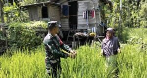 Babinsa Krueng Raya Aktif Dampingi Petani di Fase Penting Tanaman, Pastikan Perawatan Padi Gogo Maksimal