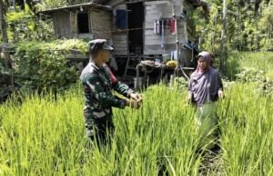 Babinsa Krueng Raya Aktif Dampingi Petani di Fase Penting Tanaman, Pastikan Perawatan Padi Gogo Maksimal