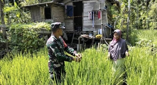 Babinsa Krueng Raya Aktif Dampingi Petani di Fase Penting Tanaman, Pastikan Perawatan Padi Gogo Maksimal