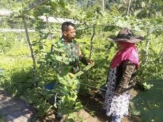 TNI Hadir di Sektor Pertanian, Babinsa Koramil 01/Sukajaya Bantu Tingkatkan Hasil Kebun Gambas Warga