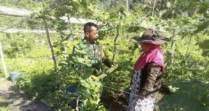 TNI Hadir di Sektor Pertanian, Babinsa Koramil 01/Sukajaya Bantu Tingkatkan Hasil Kebun Gambas Warga