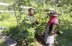 TNI Hadir di Sektor Pertanian, Babinsa Koramil 01/Sukajaya Bantu Tingkatkan Hasil Kebun Gambas Warga