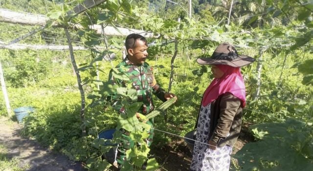 TNI Hadir di Sektor Pertanian, Babinsa Koramil 01/Sukajaya Bantu Tingkatkan Hasil Kebun Gambas Warga