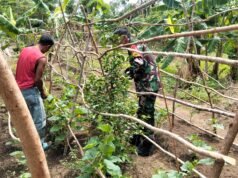 Ketahanan Pangan Kuat, Babinsa Gencar Dampingi Petani di Wilayah Binaan Beurawang