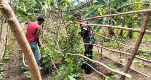 Ketahanan Pangan Kuat, Babinsa Gencar Dampingi Petani di Wilayah Binaan Beurawang