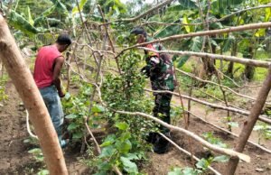 Ketahanan Pangan Kuat, Babinsa Gencar Dampingi Petani di Wilayah Binaan Beurawang