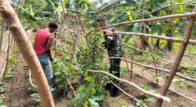 Ketahanan Pangan Kuat, Babinsa Gencar Dampingi Petani di Wilayah Binaan Beurawang