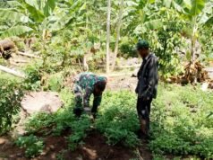 Babinsa Keuneukai Turun Langsung ke Kebun, Dorong Semangat Petani Manfaatkan Lahan Kosong