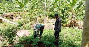 Babinsa Keuneukai Turun Langsung ke Kebun, Dorong Semangat Petani Manfaatkan Lahan Kosong