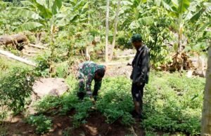 Babinsa Keuneukai Turun Langsung ke Kebun, Dorong Semangat Petani Manfaatkan Lahan Kosong