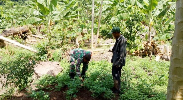 Babinsa Keuneukai Turun Langsung ke Kebun, Dorong Semangat Petani Manfaatkan Lahan Kosong