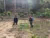 Babinsa Koramil 02/Sukakarya Bantu Warga Semprot Herbisida, Lahan Cabai Lebih Terawat
