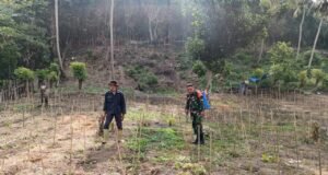 Babinsa Koramil 02/Sukakarya Bantu Warga Semprot Herbisida, Lahan Cabai Lebih Terawat