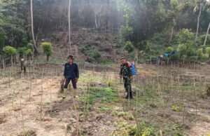 Babinsa Koramil 02/Sukakarya Bantu Warga Semprot Herbisida, Lahan Cabai Lebih Terawat