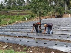 Pendampingan Babinsa Koramil 01/Sukajaya di Lahan Cabai, Upaya Nyata Perkuat Sektor Pertanian Wilayah