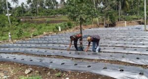 Pendampingan Babinsa Koramil 01/Sukajaya di Lahan Cabai, Upaya Nyata Perkuat Sektor Pertanian Wilayah