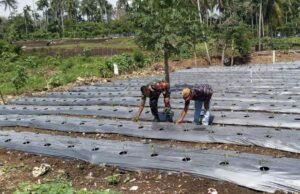 Pendampingan Babinsa Koramil 01/Sukajaya di Lahan Cabai, Upaya Nyata Perkuat Sektor Pertanian Wilayah