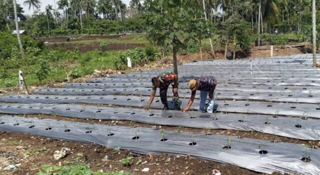 Pendampingan Babinsa Koramil 01/Sukajaya di Lahan Cabai, Upaya Nyata Perkuat Sektor Pertanian Wilayah