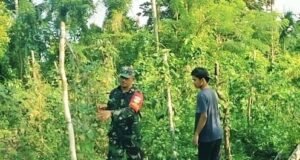 Motivasi dari Babinsa, Petani Krueng Raya Kian Optimis Tingkatkan Hasil Panen Kacang Panjang