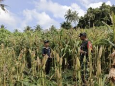 Babinsa Koramil 02/Sukakarya Dampingi Petani Jagung, Dukung Swasembada Pangan