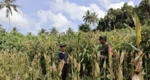 Babinsa Koramil 02/Sukakarya Dampingi Petani Jagung, Dukung Swasembada Pangan