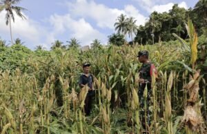 Babinsa Koramil 02/Sukakarya Dampingi Petani Jagung, Dukung Swasembada Pangan