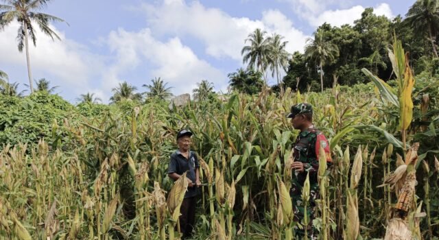 Babinsa Koramil 02/Sukakarya Dampingi Petani Jagung, Dukung Swasembada Pangan