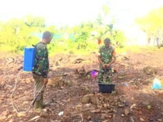 Babinsa Koramil 01/Sukajaya Aktif Dampingi Petani, Tanam Nilam Jadi Harapan Baru Tingkatkan Ekonomi Warga