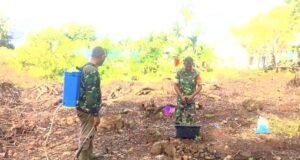 Babinsa Koramil 01/Sukajaya Aktif Dampingi Petani, Tanam Nilam Jadi Harapan Baru Tingkatkan Ekonomi Warga