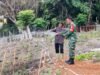 Langkah Nyata Dukung Ketahanan Pangan, Babinsa Kuta Barat Bantu Penyiraman dan Perawatan Tanaman Cabai Warga