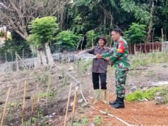 Langkah Nyata Dukung Ketahanan Pangan, Babinsa Kuta Barat Bantu Penyiraman dan Perawatan Tanaman Cabai Warga