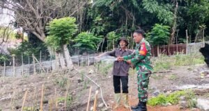 Langkah Nyata Dukung Ketahanan Pangan, Babinsa Kuta Barat Bantu Penyiraman dan Perawatan Tanaman Cabai Warga