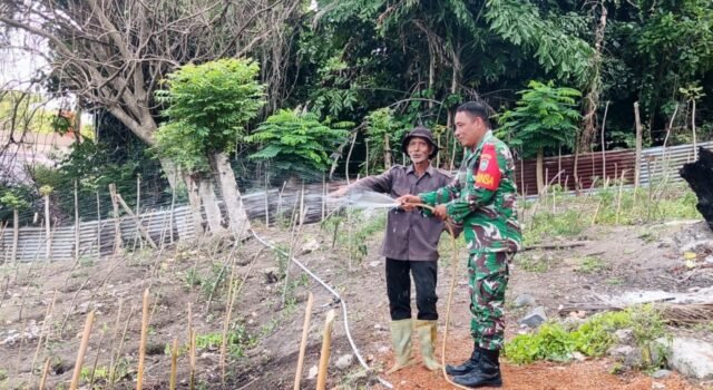 Langkah Nyata Dukung Ketahanan Pangan, Babinsa Kuta Barat Bantu Penyiraman dan Perawatan Tanaman Cabai Warga