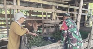 Babinsa Koramil 02/Sukakarya Laksanakan Pemantauan Ternak Warga, Tekankan Kebersihan Kandang
