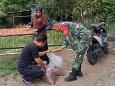 Babinsa Aneuk Laot Dampingi Proses Pengeringan Kakao, Tingkatan Kualitas Hasil Produksi Kakao Lokal