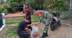 Babinsa Aneuk Laot Dampingi Proses Pengeringan Kakao, Tingkatan Kualitas Hasil Produksi Kakao Lokal
