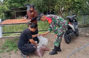 Babinsa Aneuk Laot Dampingi Proses Pengeringan Kakao, Tingkatan Kualitas Hasil Produksi Kakao Lokal