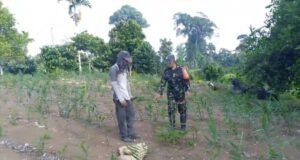 Babinsa Koramil 02/Sukakarya Dampingi Program Swasembada Pangan, Optimalkan Budidaya Jahe Warga