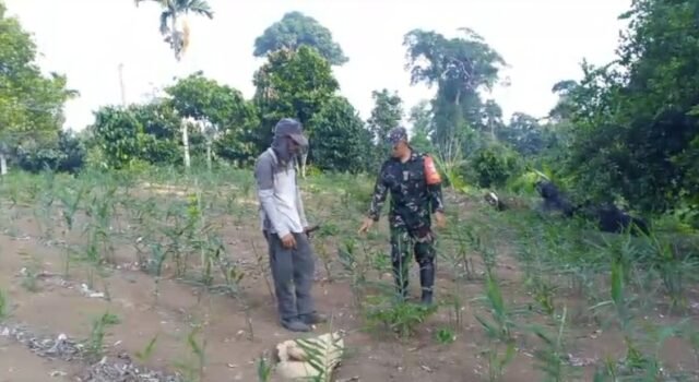 Babinsa Koramil 02/Sukakarya Dampingi Program Swasembada Pangan, Optimalkan Budidaya Jahe Warga